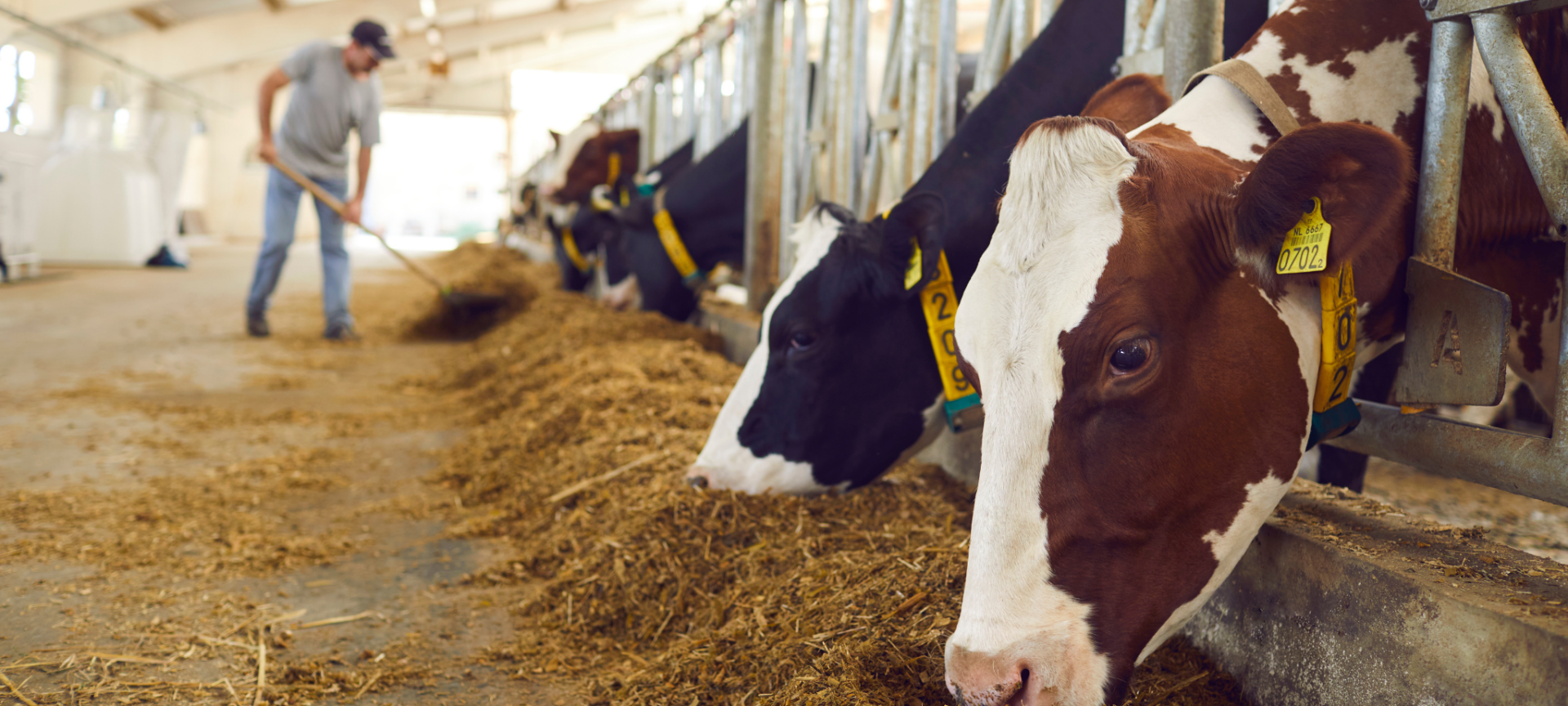 livestock
